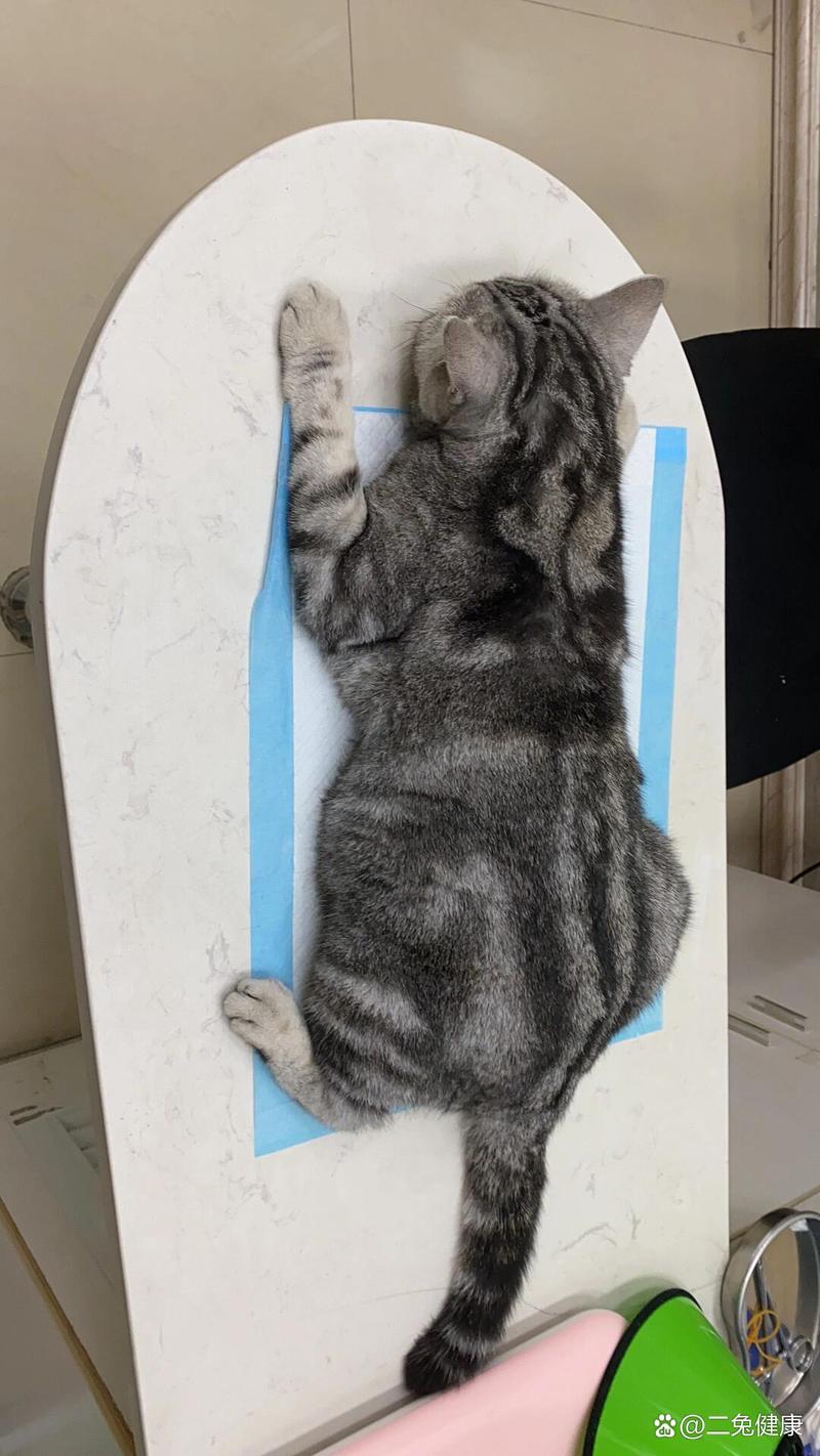 猫咪吃了毒老鼠怎么办,猫猫吃了毒老鼠怎么办??-第3张图片-后鲨宠物 猫咪吃了毒老鼠怎么办,猫猫吃了毒老鼠怎么办??-第3张图片-后鲨宠物