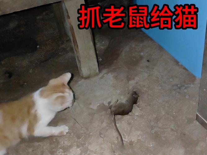 猫咪吃了毒老鼠怎么办,猫猫吃了毒老鼠怎么办??-第5张图片-后鲨宠物 猫咪吃了毒老鼠怎么办,猫猫吃了毒老鼠怎么办??-第5张图片-后鲨宠物
