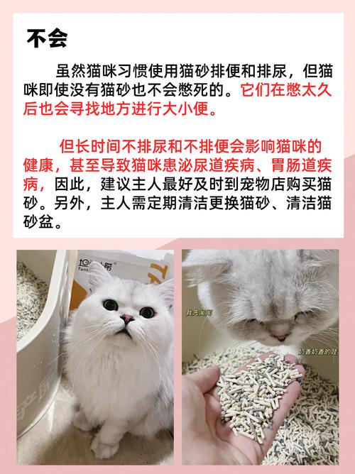 猫咪没有猫砂会憋多久_猫咪没有猫砂会拉粑粑吗-第1张图片-后鲨宠物 猫咪没有猫砂会憋多久_猫咪没有猫砂会拉粑粑吗-第1张图片-后鲨宠物
