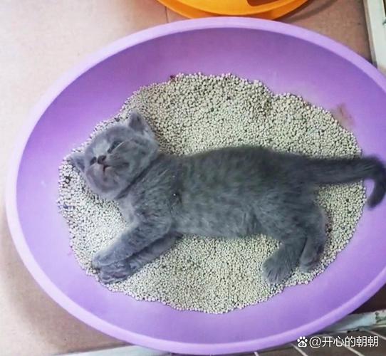 猫咪没有猫砂会憋多久_猫咪没有猫砂会拉粑粑吗-第5张图片-后鲨宠物 猫咪没有猫砂会憋多久_猫咪没有猫砂会拉粑粑吗-第5张图片-后鲨宠物