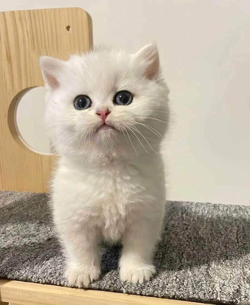 可爱猫咪名字大全,超可爱猫咪名字?-第4张图片-后鲨宠物 可爱猫咪名字大全,超可爱猫咪名字?-第4张图片-后鲨宠物