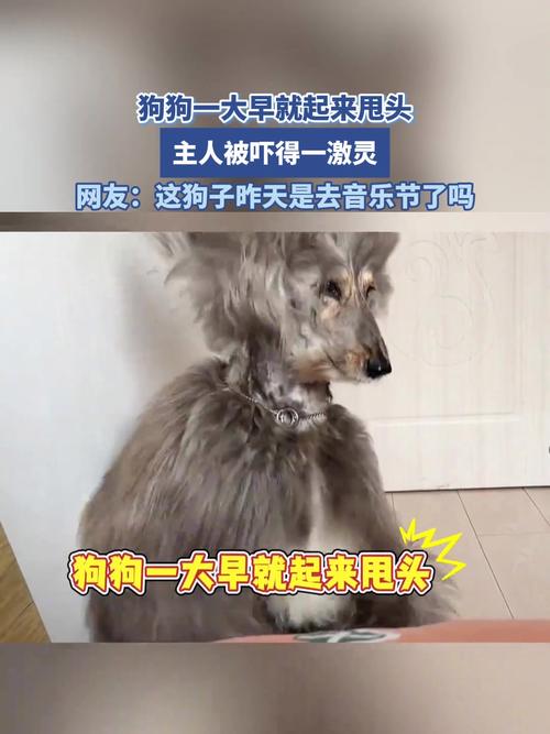 狗狗老是甩头怎么回事，狗总甩头是什么病？