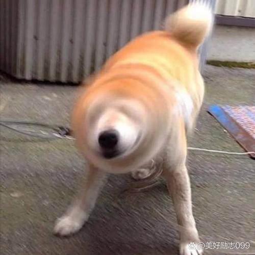 狗狗老是甩头怎么回事,狗总甩头是什么病?-第3张图片-后鲨宠物 狗狗老是甩头怎么回事,狗总甩头是什么病?-第3张图片-后鲨宠物