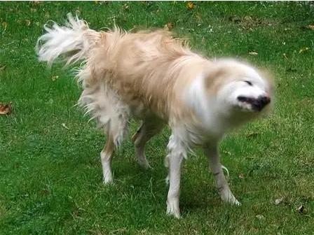 狗狗老是甩头怎么回事,狗总甩头是什么病?-第4张图片-后鲨宠物 狗狗老是甩头怎么回事,狗总甩头是什么病?-第4张图片-后鲨宠物