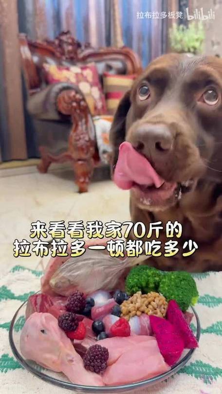 两个月的狗狗可以吃肉吗_两个月大的狗狗能吃肉吗?-第5张图片-后鲨宠物 两个月的狗狗可以吃肉吗_两个月大的狗狗能吃肉吗?-第5张图片-后鲨宠物