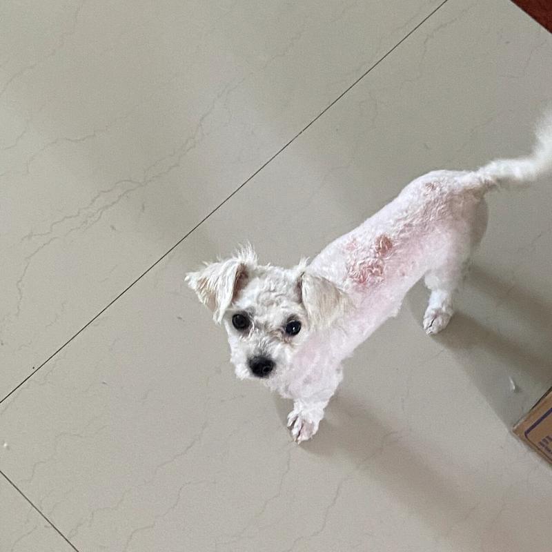 狗狗换胎毛会变色吗,狗换胎毛都掉光了正常吗-第5张图片-后鲨宠物 狗狗换胎毛会变色吗,狗换胎毛都掉光了正常吗-第5张图片-后鲨宠物