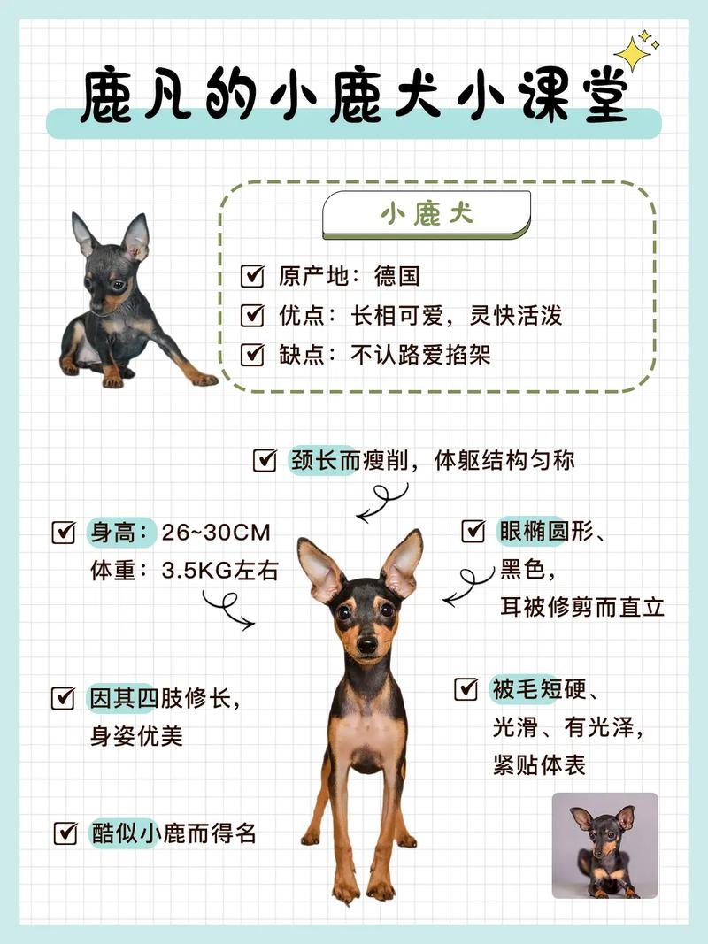 狗狗换胎毛会变色吗,狗换胎毛都掉光了正常吗-第6张图片-后鲨宠物 狗狗换胎毛会变色吗,狗换胎毛都掉光了正常吗-第6张图片-后鲨宠物