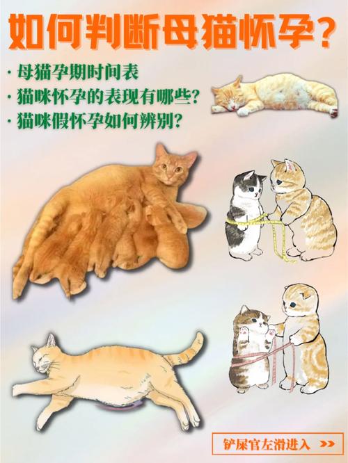 猫咪多大能生小猫,猫咪多大能生小猫仔-第2张图片-后鲨宠物 猫咪多大能生小猫,猫咪多大能生小猫仔-第2张图片-后鲨宠物