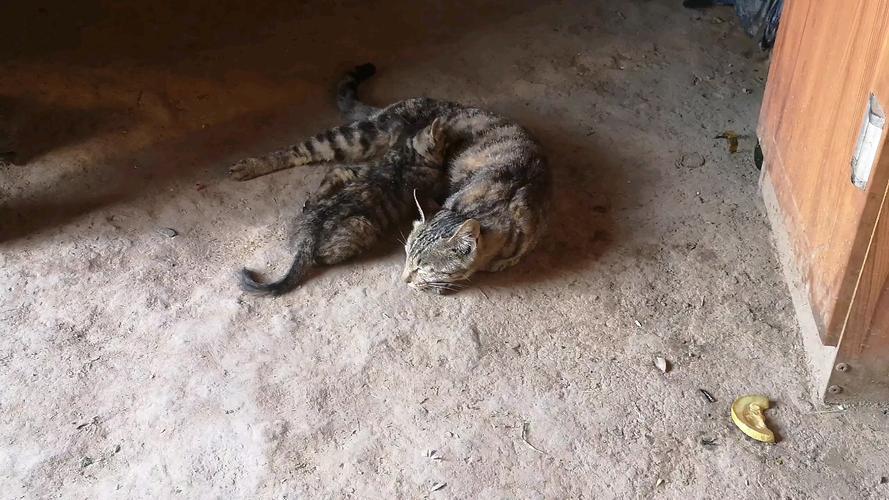 猫咪可以吃鸭肝吗，猫咪可以吃鸭肝吗有营养吗？