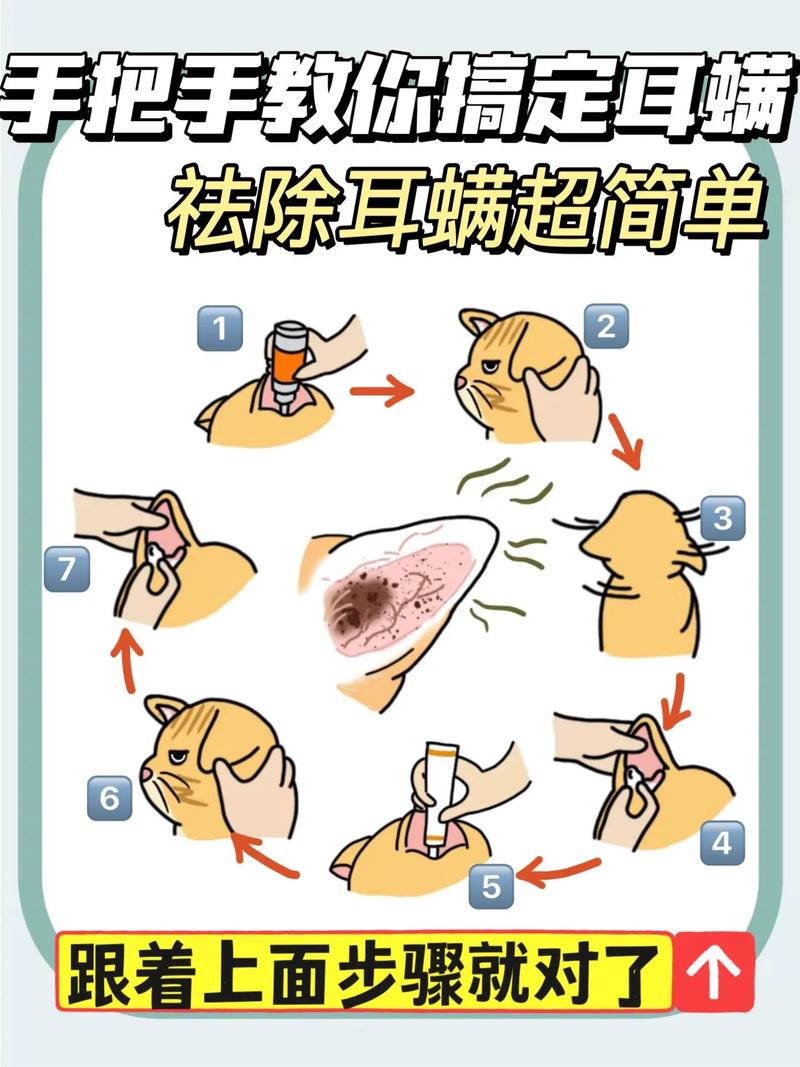 怎么给猫咪清理耳朵,怎么给猫咪清理耳朵里的毛-第3张图片-后鲨宠物 怎么给猫咪清理耳朵,怎么给猫咪清理耳朵里的毛-第3张图片-后鲨宠物