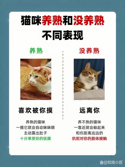  猫咪养不熟怎么办，猫咪 养不熟