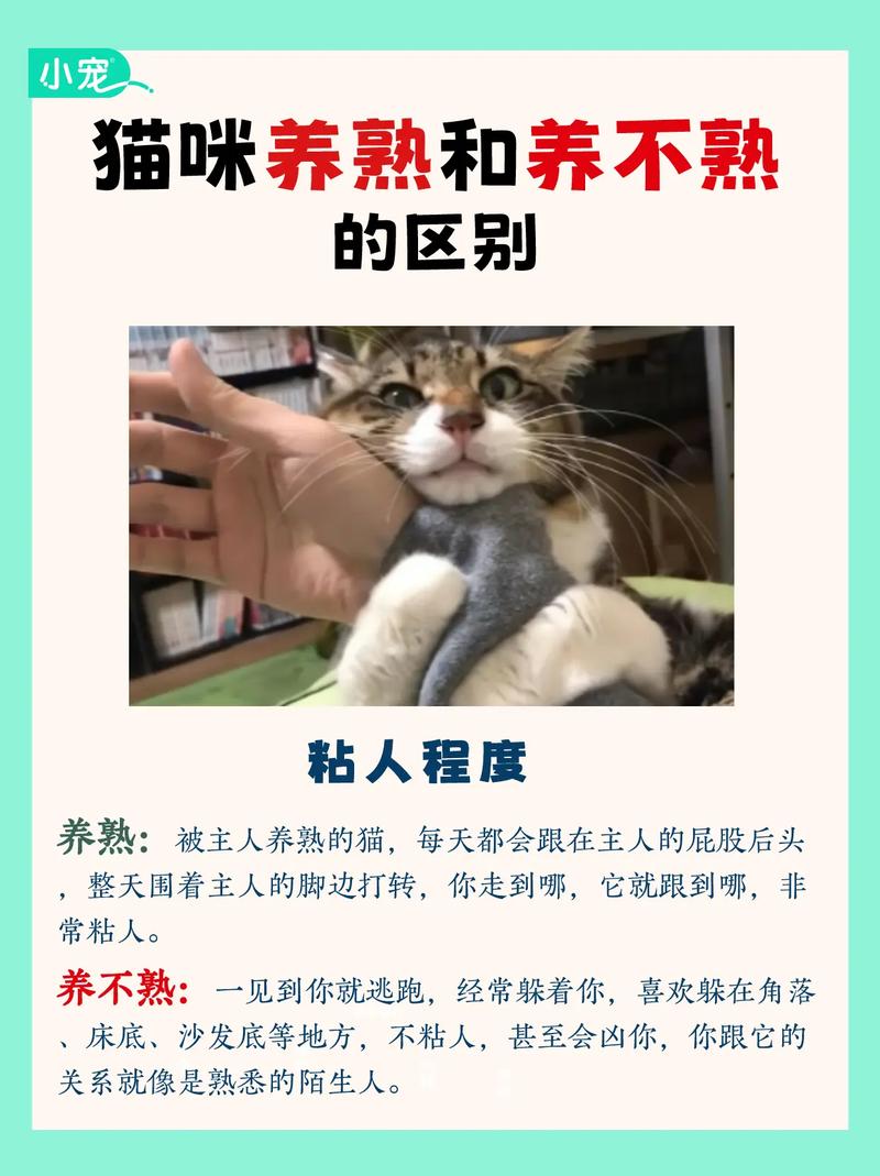 猫咪养不熟怎么办,猫咪 养不熟-第2张图片-后鲨宠物 猫咪养不熟怎么办,猫咪 养不熟-第2张图片-后鲨宠物