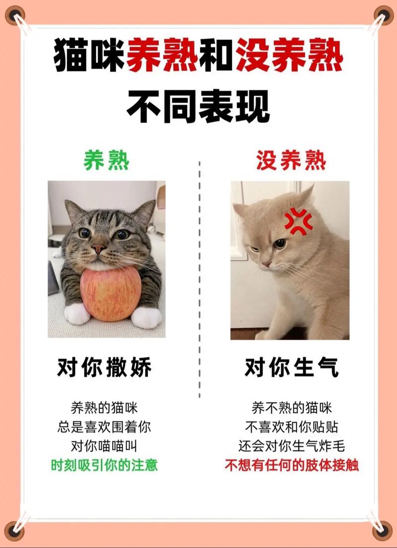 猫咪养不熟怎么办,猫咪 养不熟-第4张图片-后鲨宠物 猫咪养不熟怎么办,猫咪 养不熟-第4张图片-后鲨宠物