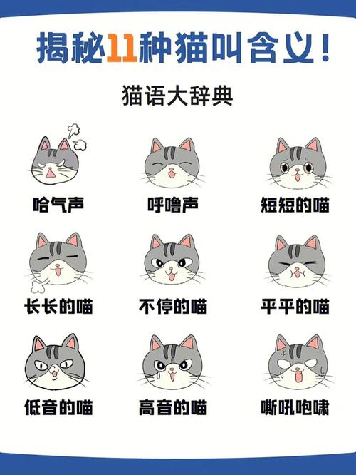 猫咪叫什么意思,猫咪叫什么意思英文-第5张图片-后鲨宠物 猫咪叫什么意思,猫咪叫什么意思英文-第5张图片-后鲨宠物