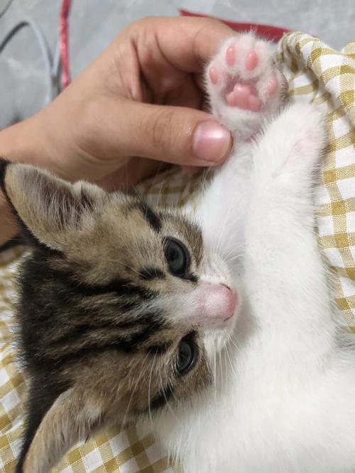 小猫咪多大可以剪指甲,猫猫多大可以剪指甲-第5张图片-后鲨宠物 小猫咪多大可以剪指甲,猫猫多大可以剪指甲-第5张图片-后鲨宠物