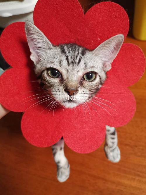 猫咪流红色眼泪,猫咪流红色眼泪和鼻涕?-第3张图片-后鲨宠物 猫咪流红色眼泪,猫咪流红色眼泪和鼻涕?-第3张图片-后鲨宠物