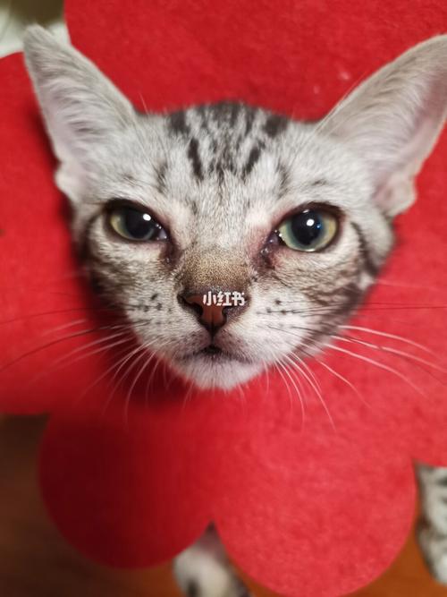 猫咪流红色眼泪,猫咪流红色眼泪和鼻涕?-第4张图片-后鲨宠物 猫咪流红色眼泪,猫咪流红色眼泪和鼻涕?-第4张图片-后鲨宠物