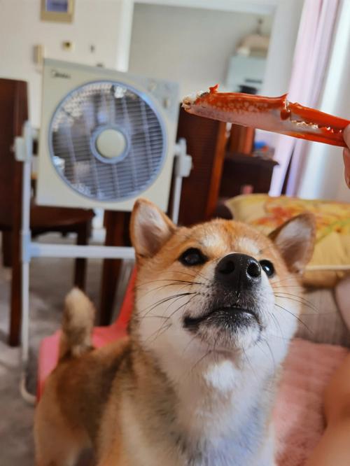 狗狗能吃螃蟹吗,狗狗吃螃蟹吗会死吗-第5张图片-后鲨宠物 狗狗能吃螃蟹吗,狗狗吃螃蟹吗会死吗-第5张图片-后鲨宠物