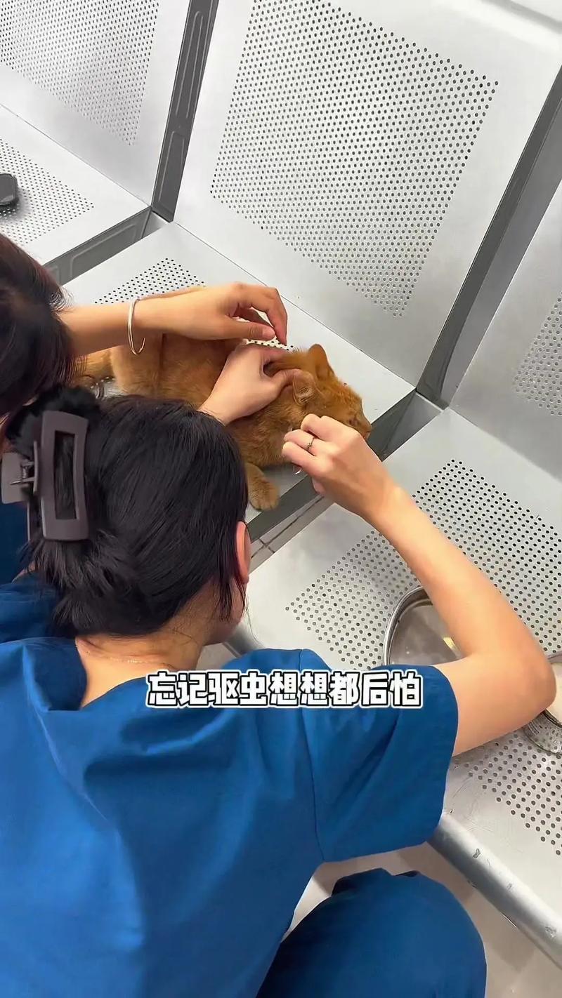 猫猫怎么驱虫,猫咪驱虫了还有跳蚤怎么办?-第4张图片-后鲨宠物 猫猫怎么驱虫,猫咪驱虫了还有跳蚤怎么办?-第4张图片-后鲨宠物