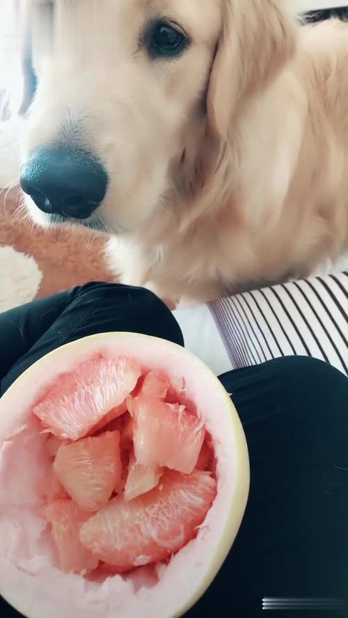 狗狗能吃柚子吗,狗狗能吃柚子吗吗?-第4张图片-后鲨宠物 狗狗能吃柚子吗,狗狗能吃柚子吗吗?-第4张图片-后鲨宠物