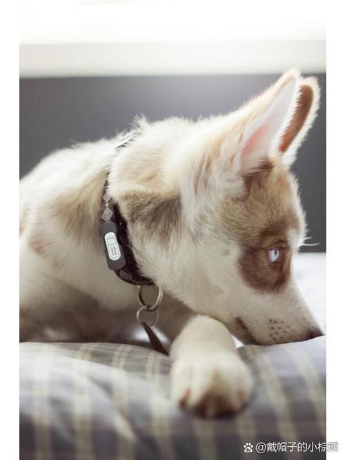 狗狗能吃柚子吗,狗狗能吃柚子吗吗?-第5张图片-后鲨宠物 狗狗能吃柚子吗,狗狗能吃柚子吗吗?-第5张图片-后鲨宠物