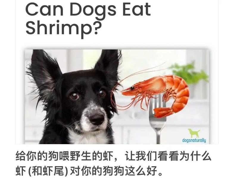 狗狗可以吃虾壳吗,狗能吃虾壳吗 急-第4张图片-后鲨宠物 狗狗可以吃虾壳吗,狗能吃虾壳吗 急-第4张图片-后鲨宠物
