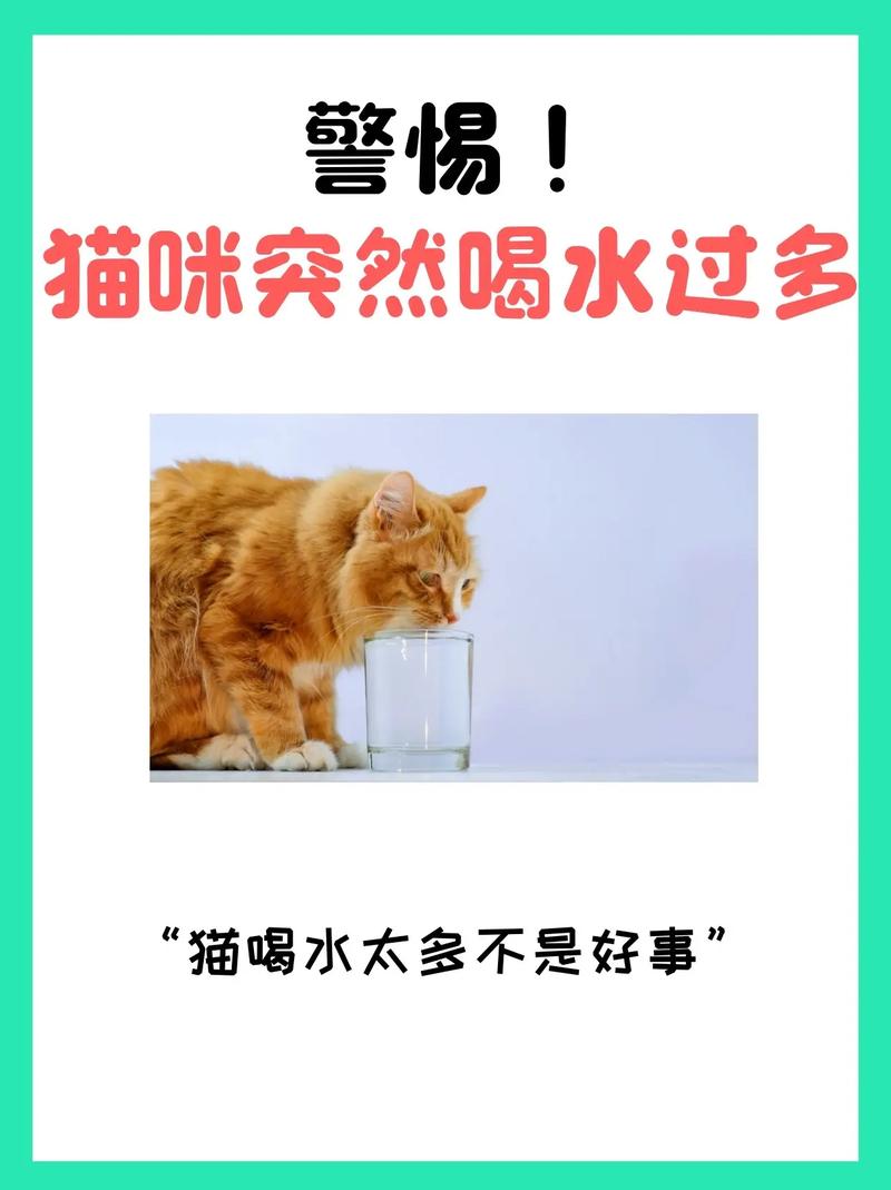 猫咪一直喝水怎么回事_猫咪一直喝水是什么原因-第4张图片-后鲨宠物 猫咪一直喝水怎么回事_猫咪一直喝水是什么原因-第4张图片-后鲨宠物