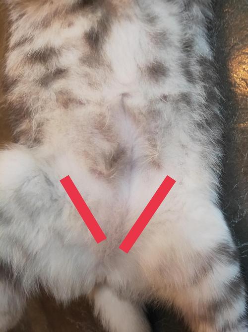 猫咪肚子摸起来有硬块,猫咪肚子摸着硬硬的正常吗-第3张图片-后鲨宠物 猫咪肚子摸起来有硬块,猫咪肚子摸着硬硬的正常吗-第3张图片-后鲨宠物