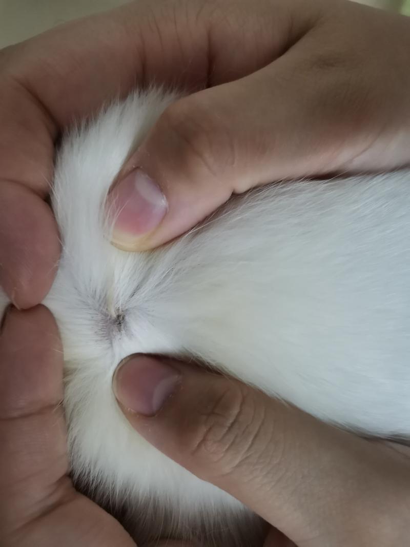 猫咪肚子摸起来有硬块,猫咪肚子摸着硬硬的正常吗-第2张图片-后鲨宠物 猫咪肚子摸起来有硬块,猫咪肚子摸着硬硬的正常吗-第2张图片-后鲨宠物