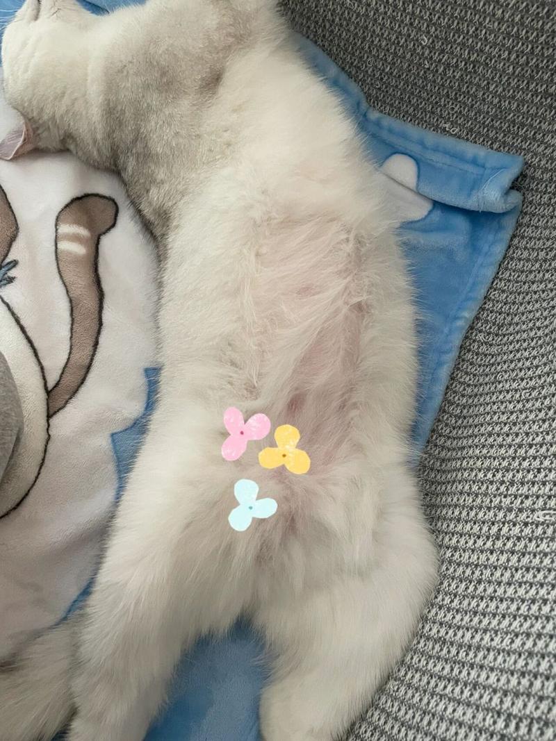 猫咪肚子摸起来有硬块,猫咪肚子摸着硬硬的正常吗-第5张图片-后鲨宠物 猫咪肚子摸起来有硬块,猫咪肚子摸着硬硬的正常吗-第5张图片-后鲨宠物