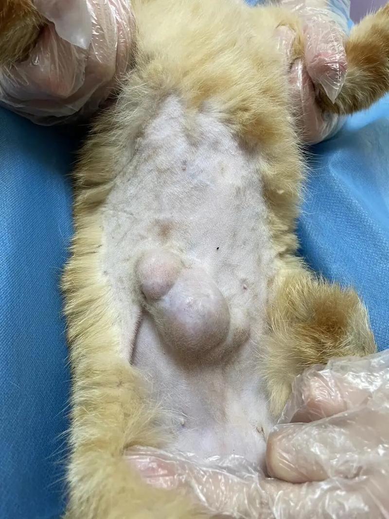 猫咪肚子摸起来有硬块,猫咪肚子摸着硬硬的正常吗-第6张图片-后鲨宠物 猫咪肚子摸起来有硬块,猫咪肚子摸着硬硬的正常吗-第6张图片-后鲨宠物