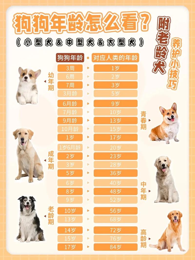 狗狗成犬是几个月,成犬一般几个月?-第5张图片-后鲨宠物 狗狗成犬是几个月,成犬一般几个月?-第5张图片-后鲨宠物