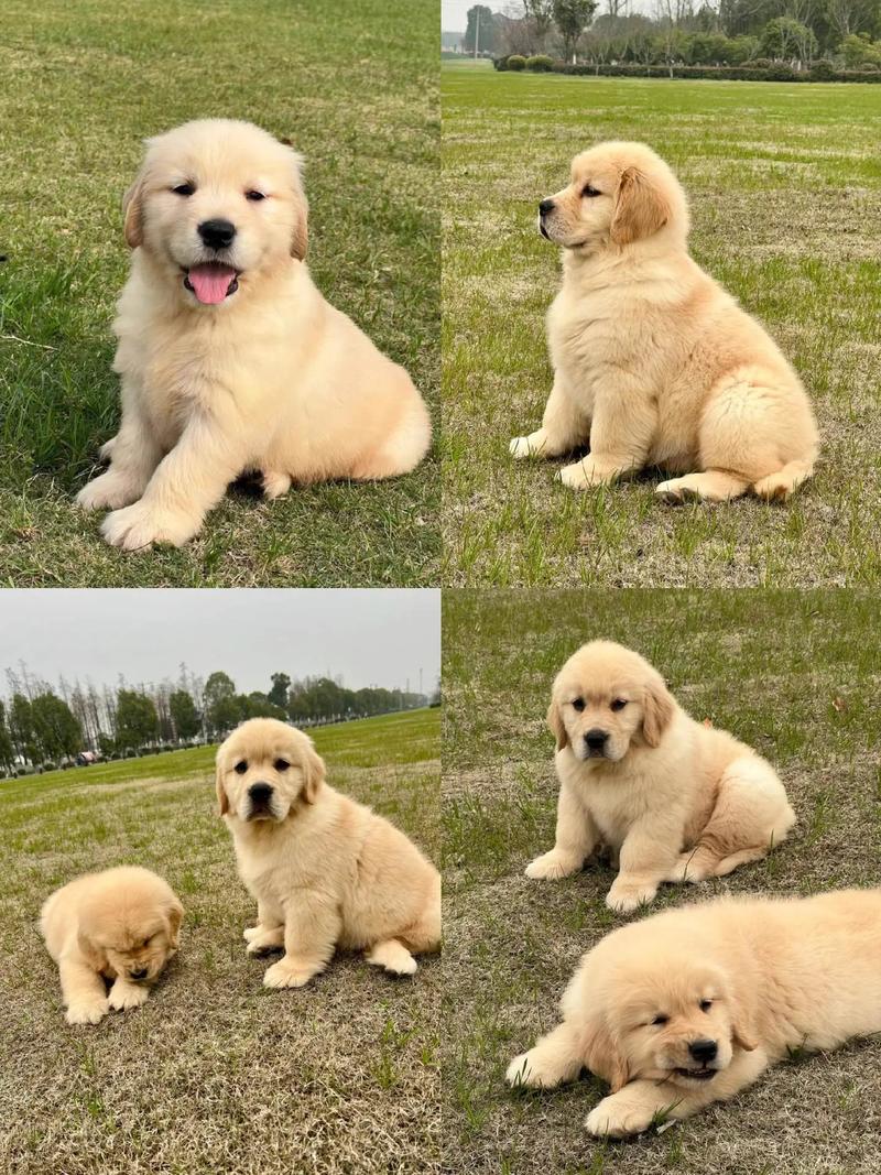 狗狗吃什么长得快,狗吃什么长得快-第5张图片-后鲨宠物 狗狗吃什么长得快,狗吃什么长得快-第5张图片-后鲨宠物