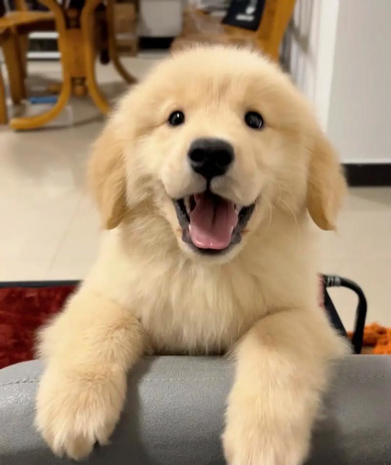 狗狗吃什么长得快,狗吃什么长得快-第6张图片-后鲨宠物 狗狗吃什么长得快,狗吃什么长得快-第6张图片-后鲨宠物