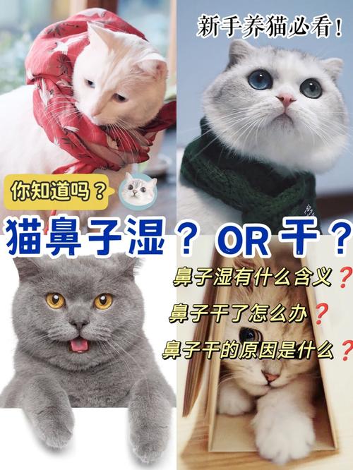 猫咪鼻子干干的_猫咪鼻子干干的打喷嚏-第2张图片-后鲨宠物 猫咪鼻子干干的_猫咪鼻子干干的打喷嚏-第2张图片-后鲨宠物