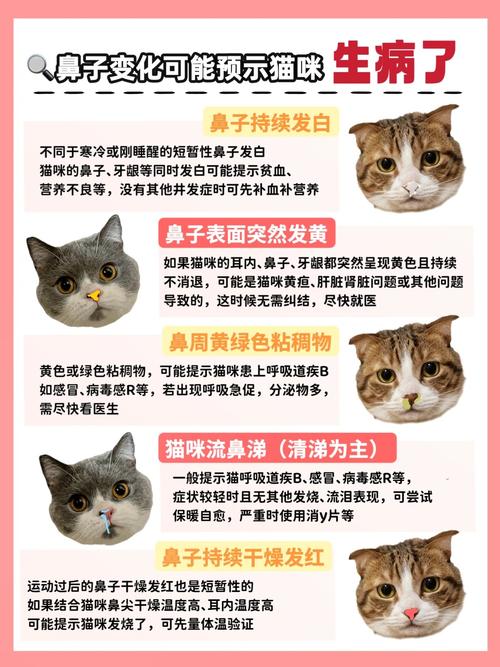 猫咪鼻子干干的_猫咪鼻子干干的打喷嚏-第5张图片-后鲨宠物 猫咪鼻子干干的_猫咪鼻子干干的打喷嚏-第5张图片-后鲨宠物