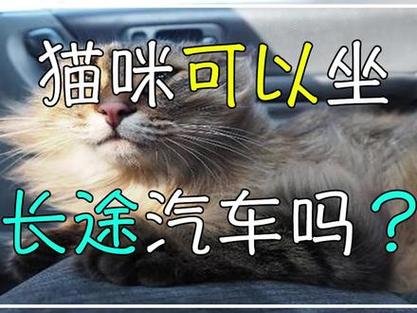 坐客车可以带猫咪吗,坐客车让带猫吗 能过安检吗-第5张图片-后鲨宠物 坐客车可以带猫咪吗,坐客车让带猫吗 能过安检吗-第5张图片-后鲨宠物