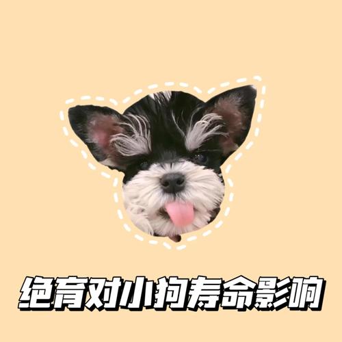  狗狗可以吃棒冰吗，狗能吃棒冰嘛