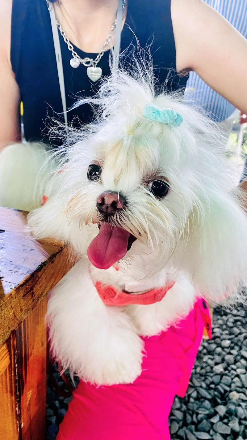 狗狗可以吃棒冰吗,狗能吃棒冰嘛-第2张图片-后鲨宠物 狗狗可以吃棒冰吗,狗能吃棒冰嘛-第2张图片-后鲨宠物