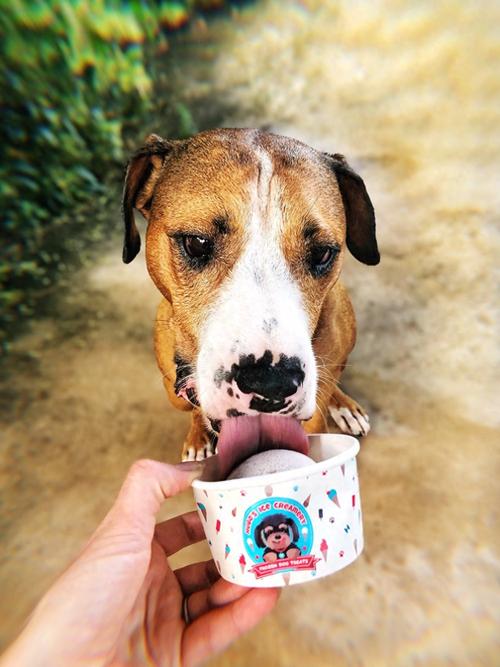 狗狗可以吃棒冰吗,狗能吃棒冰嘛-第3张图片-后鲨宠物 狗狗可以吃棒冰吗,狗能吃棒冰嘛-第3张图片-后鲨宠物