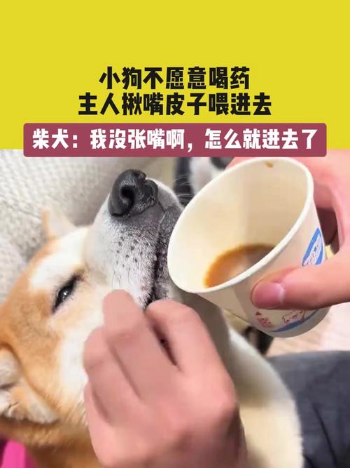如何喂狗狗吃药,如何喂狗狗吃药最快?-第5张图片-后鲨宠物 如何喂狗狗吃药,如何喂狗狗吃药最快?-第5张图片-后鲨宠物