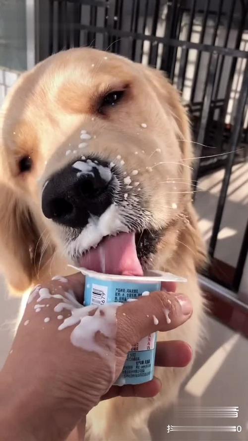 狗狗可以喝酸奶吗_狗狗可以喝酸奶吗比熊-第2张图片-后鲨宠物 狗狗可以喝酸奶吗_狗狗可以喝酸奶吗比熊-第2张图片-后鲨宠物