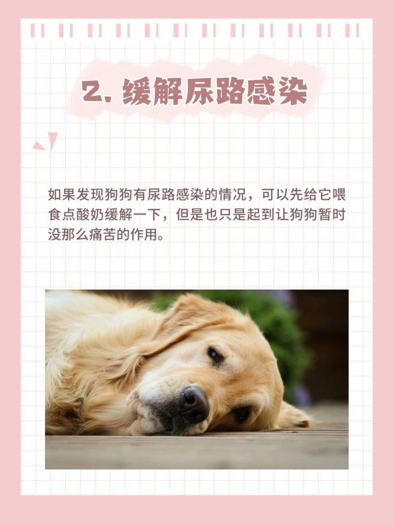 狗狗可以喝酸奶吗_狗狗可以喝酸奶吗比熊-第4张图片-后鲨宠物 狗狗可以喝酸奶吗_狗狗可以喝酸奶吗比熊-第4张图片-后鲨宠物