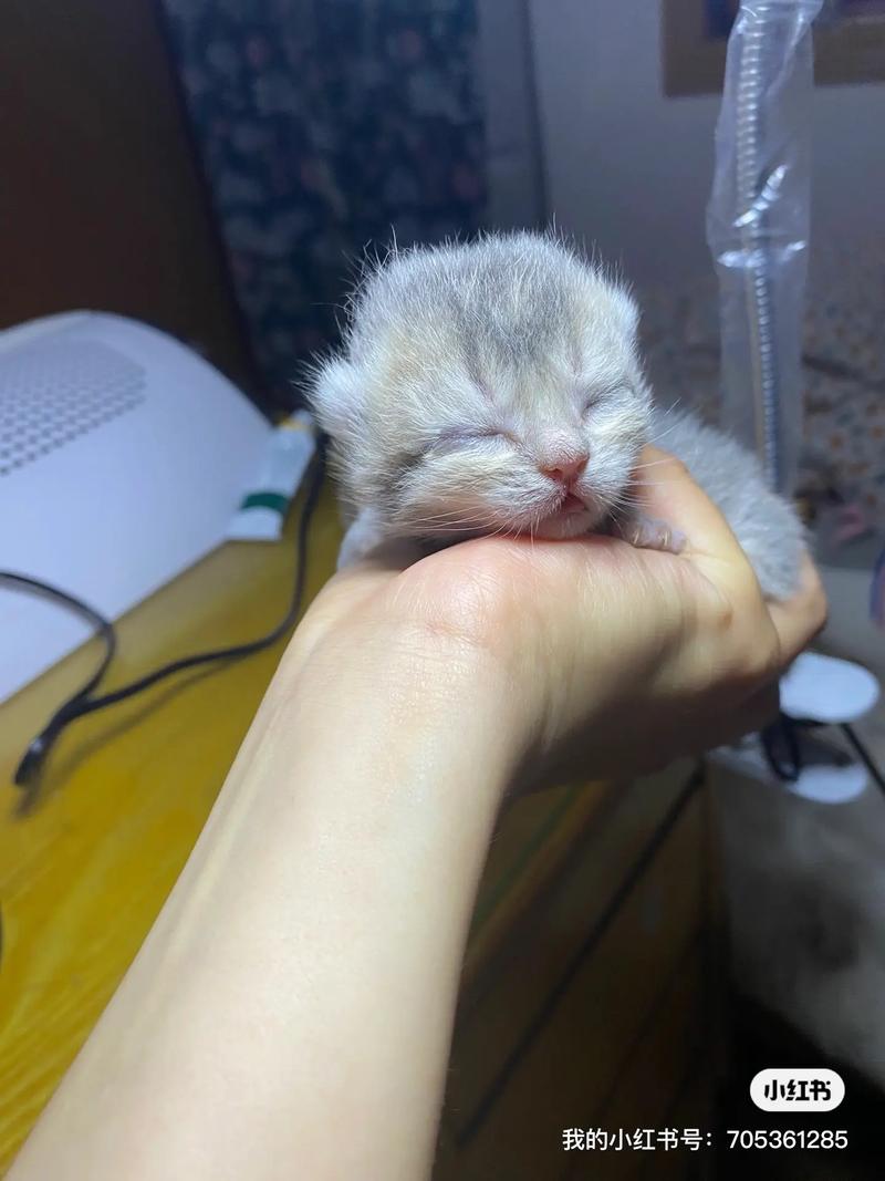 四个月猫咪会发情吗,四个月大的猫会发春么-第2张图片-后鲨宠物 四个月猫咪会发情吗,四个月大的猫会发春么-第2张图片-后鲨宠物