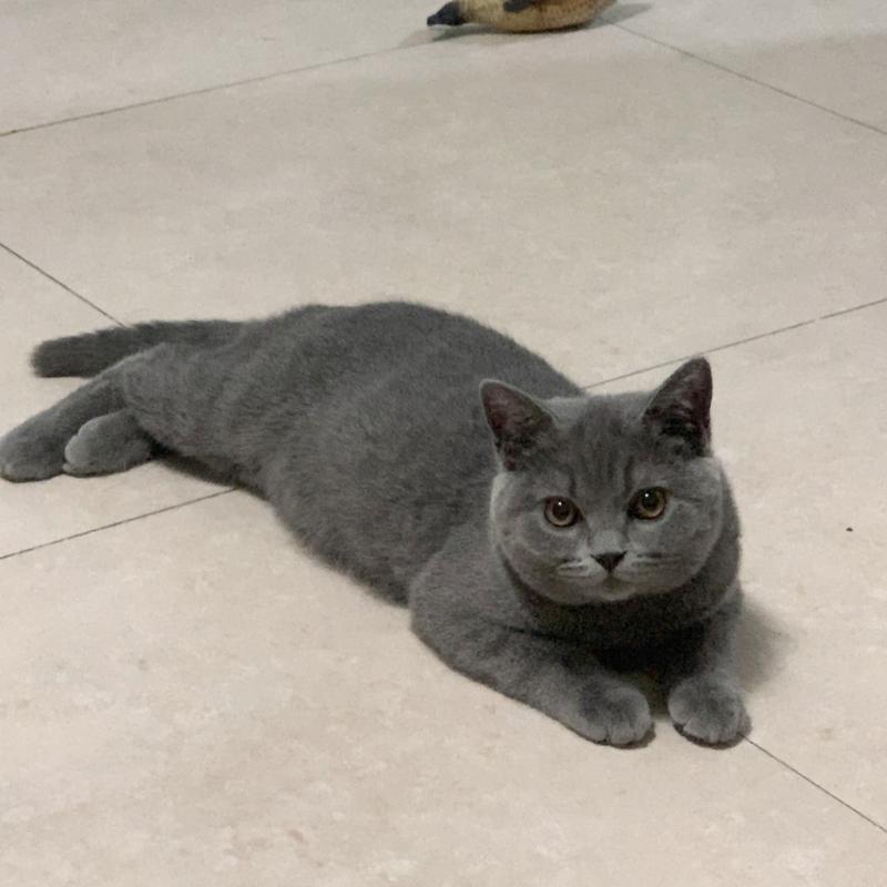  四个月猫咪会发情吗，四个月大的猫会发春么