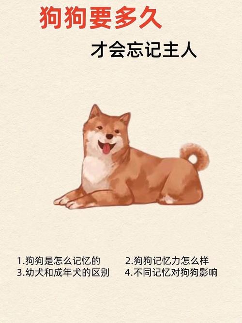 狗狗多久忘记旧主人,狗狗要多久才会忘记以前的主人-第2张图片-后鲨宠物 狗狗多久忘记旧主人,狗狗要多久才会忘记以前的主人-第2张图片-后鲨宠物