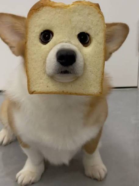 狗狗可以吃面包蛋糕吗,小狗能吃面包蛋糕吗??-第6张图片-后鲨宠物 狗狗可以吃面包蛋糕吗,小狗能吃面包蛋糕吗??-第6张图片-后鲨宠物