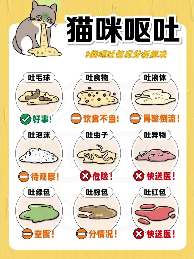 猫咪吃什么都吐怎么办_猫咪吃什么都吐是怎么回事-第5张图片-后鲨宠物 猫咪吃什么都吐怎么办_猫咪吃什么都吐是怎么回事-第5张图片-后鲨宠物