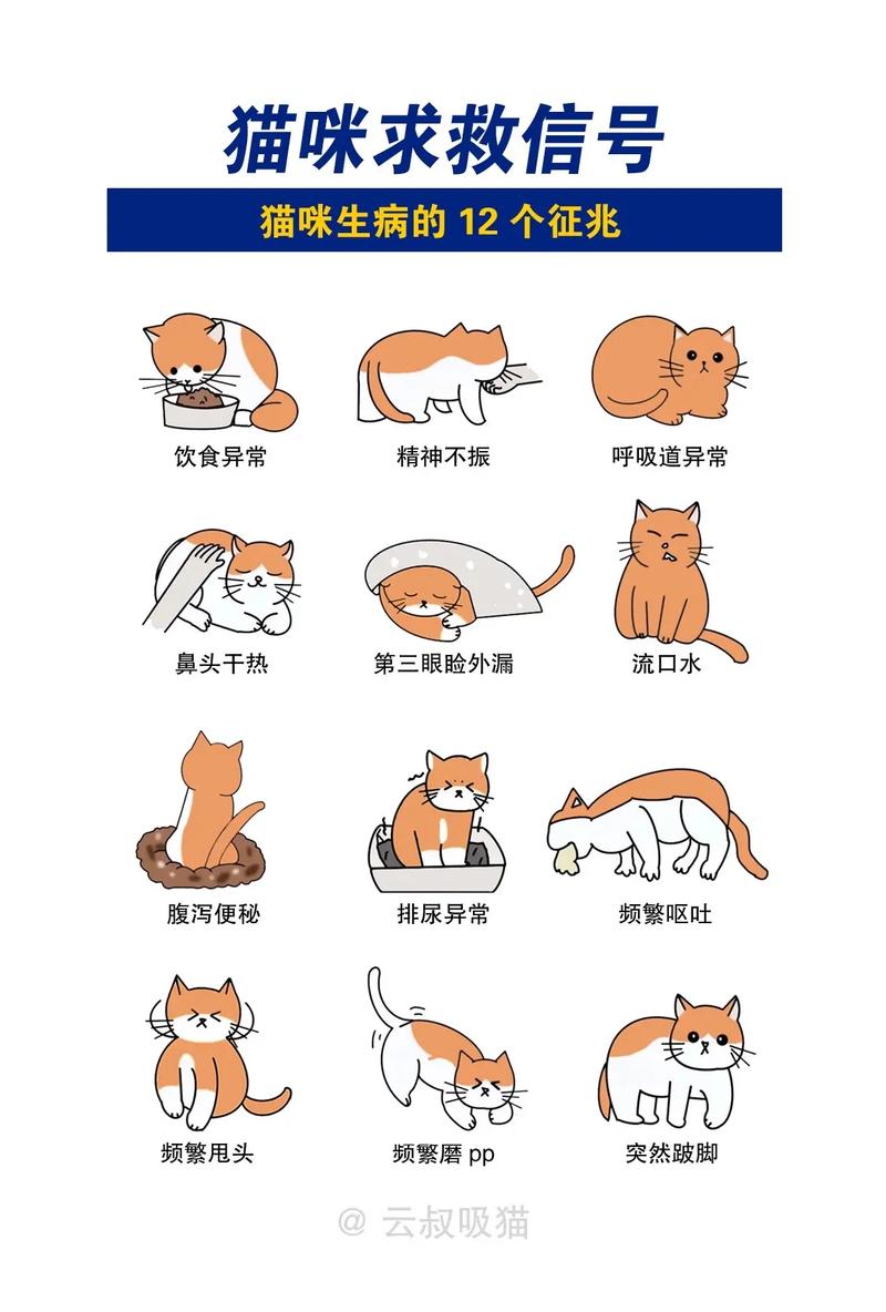 猫咪焦虑的表现,猫咪焦虑的原因及治疗-第3张图片-后鲨宠物 猫咪焦虑的表现,猫咪焦虑的原因及治疗-第3张图片-后鲨宠物