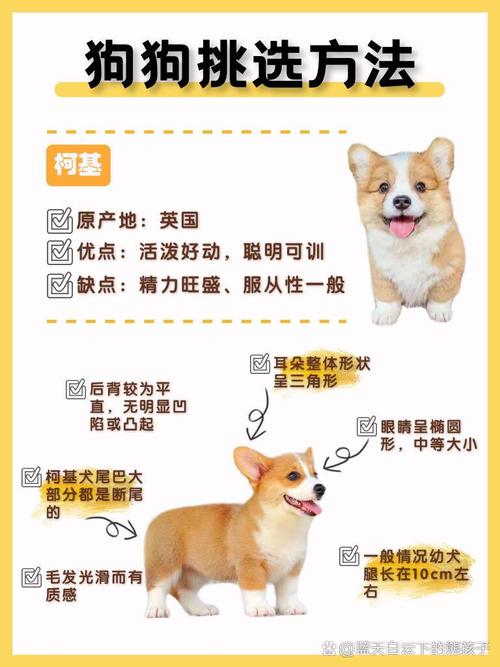 狗狗能吃馍馍吗，宠物狗可以吃馍馍吗？